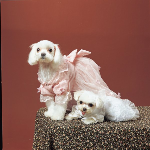 Photos.com/Photos.com/Getty Images Ruffly dresses for girl doggies are the height of canine fashion.