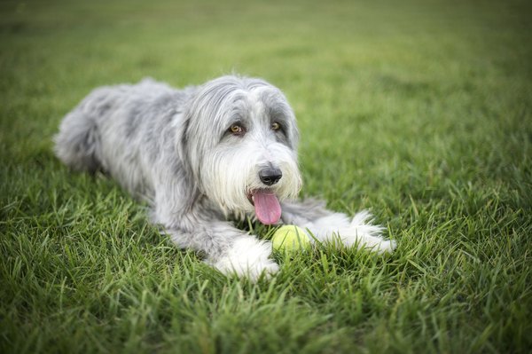 zisaukus/iStock/Getty Images Sticking out his tongue and panting is your dog's way of cooling down.
