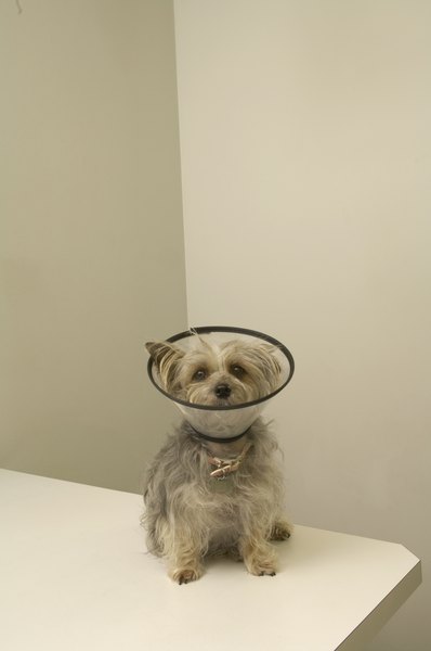 Dean Golja/Digital Vision/Getty Images She's not a happy camper, but an Elizabethan collar prevents her from chewing her spay incision.