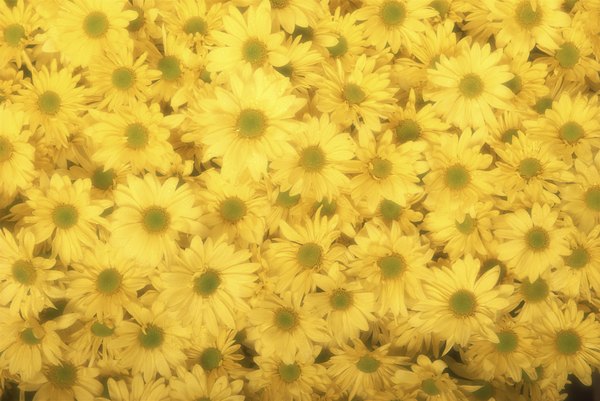 Jupiterimages/Photos.com/Getty Images Chrysanthemums are poisonous to dogs.