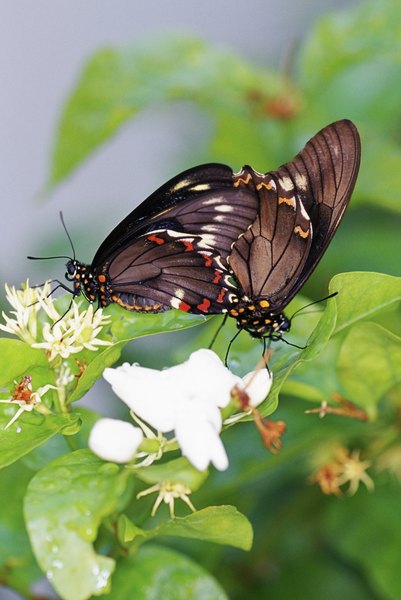 butterflies-of-singapore-the-butterfly-antennae