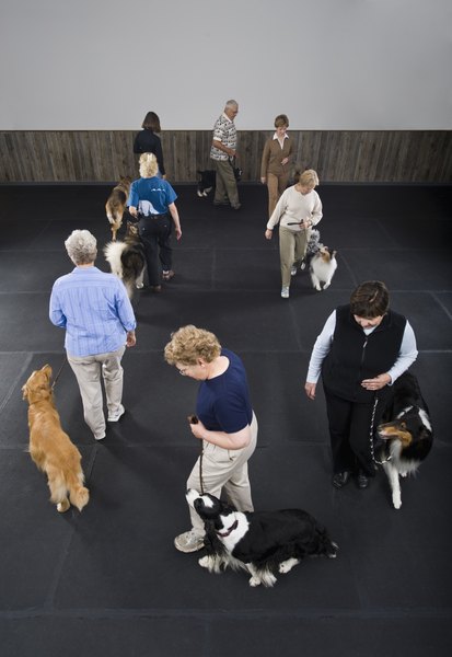 Apple Tree House/Lifesize/Getty Images Old "crank and yank" obedience training utilizes positive punishment.
