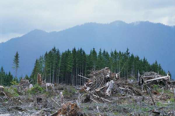 10 dangers of deforestation