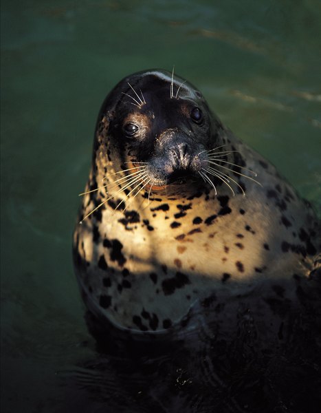 Effects of exxon oil spill on commercial fisheries