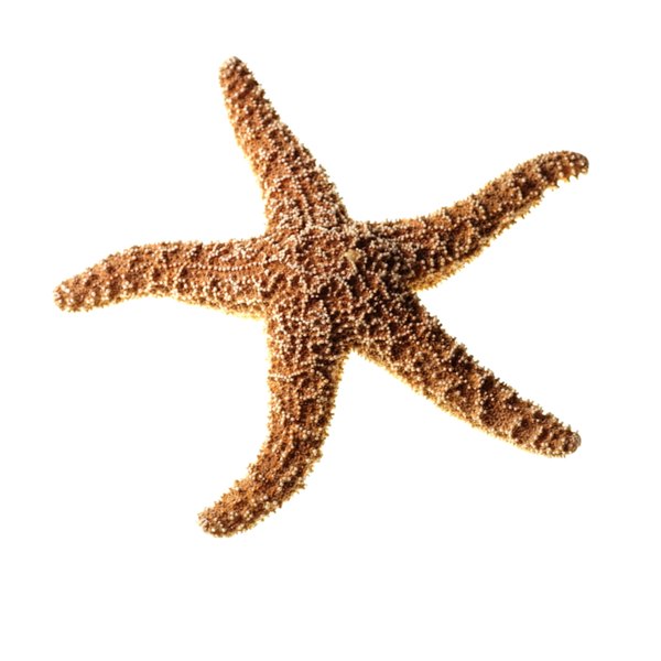 what-are-unique-features-of-a-starfish-s-physical-appearance-pets