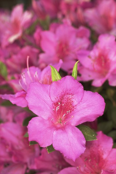 Thinkstock/Comstock/Getty Images Azaleas might be bold and pretty, but they can cause your pup a lot of problems.
