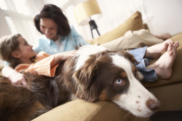 Chris Amaral/Digital Vision/Getty Images Large dogs are most likely than smaller dogs to experience urinary problems after spaying.