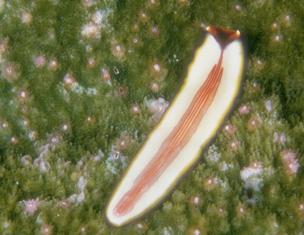 things-that-eat-flatworms-animals-mom-me