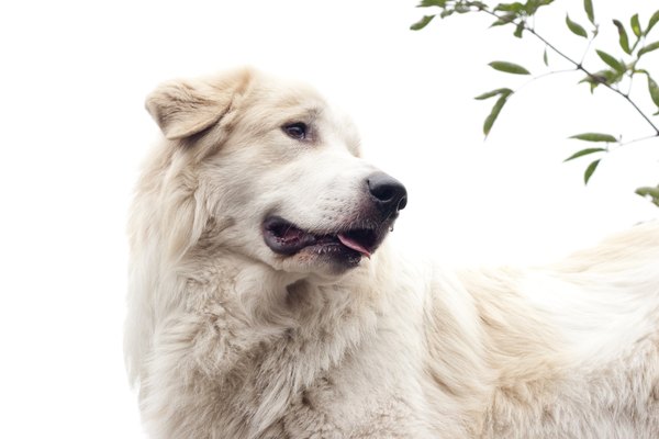 alfernec/iStock/Getty Images You'll want a fenced yard to ensure your great Pyrenees doesn't extend his borders.