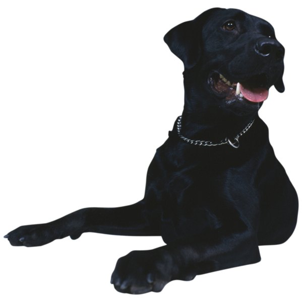 Ablestock.com/AbleStock.com/Getty Images Circling is an adaptive behavior that dogs retain from their wild ancestors.
