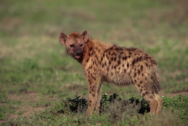 largest-species-of-hyenas-animals-mom-me