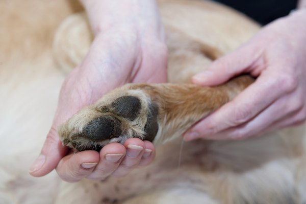 BigshotD3/iStock/Getty Images A holistic veterinarian will know which acupressure points will work for your pup.