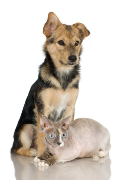 Jupiterimages/Photos.com/Getty Images Pets require medical care that can often be costly.