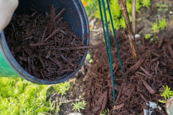 how-to-care-for-basil-plants-outdoors-home-guides-sf-gate