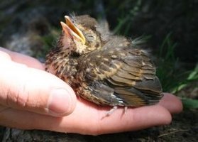 how to take care for baby birds ehow how to take care for baby birds ehow