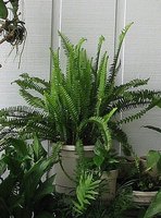 boston fern propagate ferns ehow care plants maidenhair gardening indoor