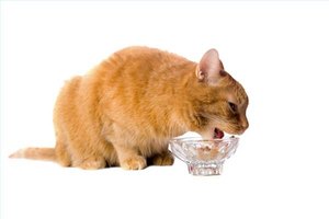 Diabetic Diet for Cats | eHow