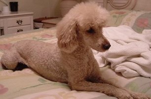 toy poodle versus miniature poodle