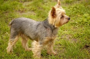how many pups do yorkies usually small breed list ehow how many pups do yorkies usually small breed list ehow