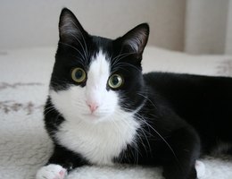 Huge anal ripping Cats peeing in inappropriate places