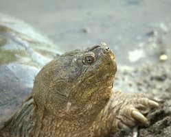 How to Take Care of a Snapping Turtle Egg | eHow