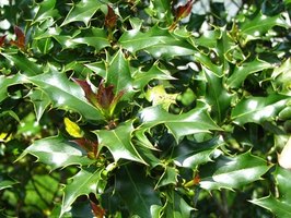 holly bush bushes leaves dwarf brown disease diagnose soil there diseases prune fotolia when ehow care sunshine