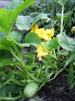 Why do squash plants turn yellow?