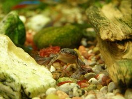 Dwarf Frog Habitat | eHow