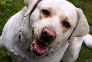 Ivermectin Side Effects in Dogs | eHow