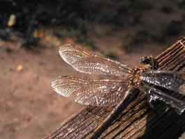 How to Identify Large Flying Insects | eHow