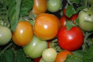 arizona vegetables easiest grow ehow fotolia yn tomato