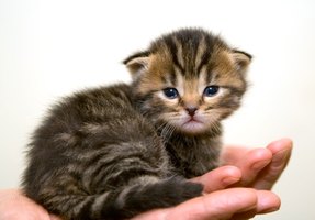 can i give my pedialyte can i give pedialyte to my kitten who is dehydrated ehow can i give my pedialyte can i give pedialyte to my kitten who is dehydrated ehow