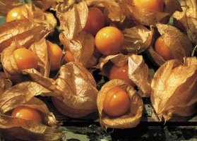 How to Harvest Chinese Lantern Seeds | eHow