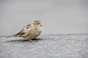 how to feed birds bread crumbs ehow how to feed birds bread crumbs ehow