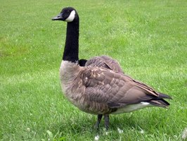 natural canada goose repellent natural canada goose repellent