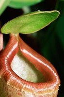 Unusual Adaptations of Plants | eHow