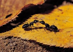 What do carpenter ants eat?