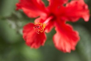 How To Keep Your Pets Safe From Flowers 6 Steps Keep Hibiscus Blossoms Out Of Your Cat 39 S View And Reach