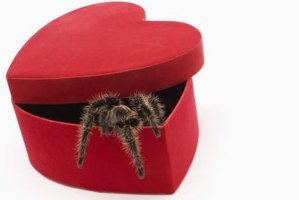 how to keep spiders out of my bedroom