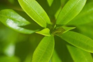 Plants With Waxy Leaves | eHow