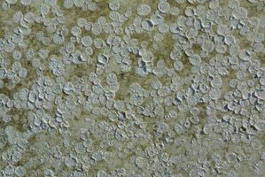 lichen remove ehow getty