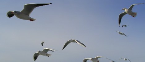 reasons for bird migration reasons for bird migration