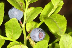around blueberry Anamosa mulch IA bushes,