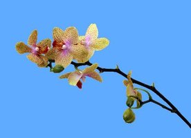 My Orchid Flowers Are Wilting | eHow