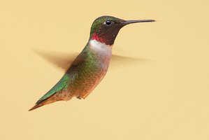 what is hummingbird season in chicago ehow what is hummingbird season in chicago ehow