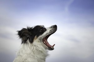 How To Stop A Dog From Barking Outside Ehow