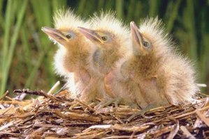 how to take care of baby birds fallen from a nest ehow how to take care of baby birds fallen from a nest ehow