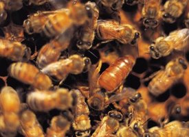 how to mix sugar syrup to feed a bee hive how to mix sugar syrup to feed a bee hive