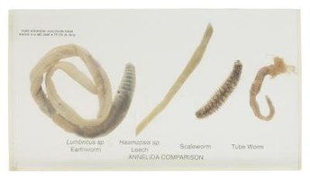 The Body Parts of a Leech | eHow