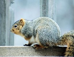 squirrels chewing keep getty deck wood way teeth ehow sharp jupiterimages